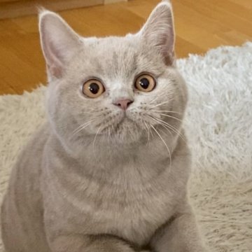 ブリティッシュショートヘア【東京都・女の子・2022年10月26日・フォーン】の写真「穏やかな性格で、抱っこが上手な子です」