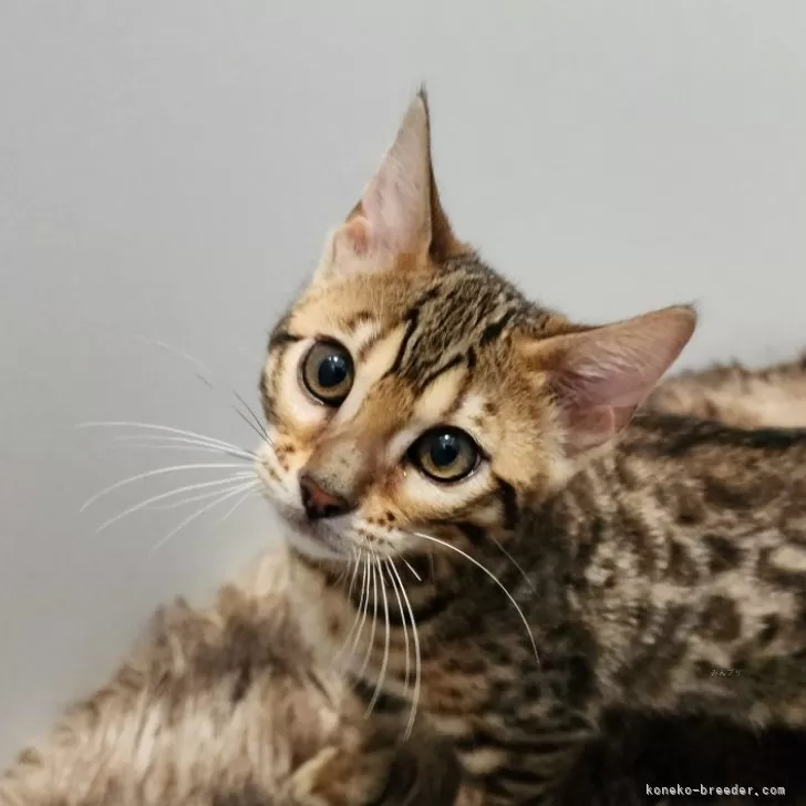 ID：2402-02028の子猫