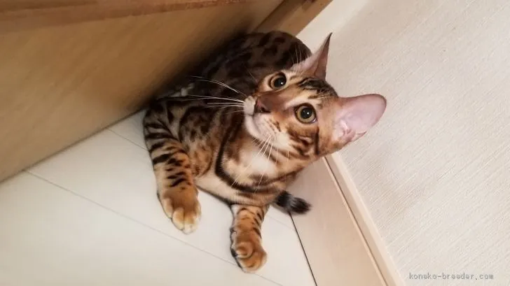 ID:1812-00747の子猫