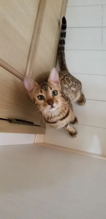 ID:1808-00364の子猫