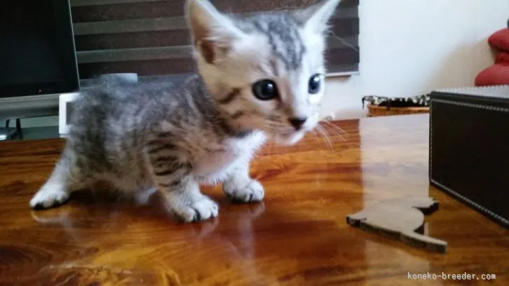 ID:1603-00159の子猫