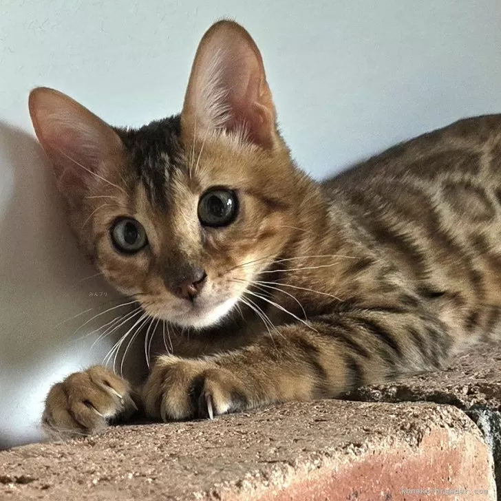 ID：2405-00300の子猫