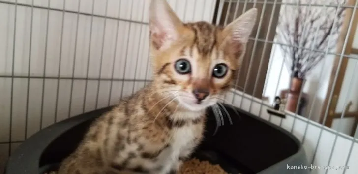 ID：2201-00553の子猫