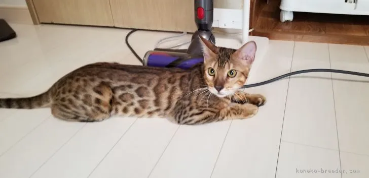 ID:1805-00228の子猫
