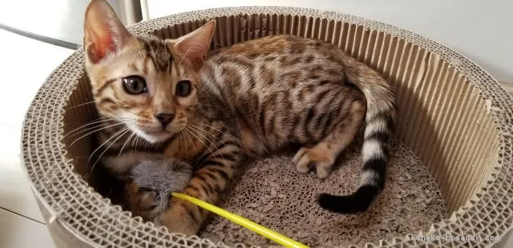 ID:1812-00914の子猫