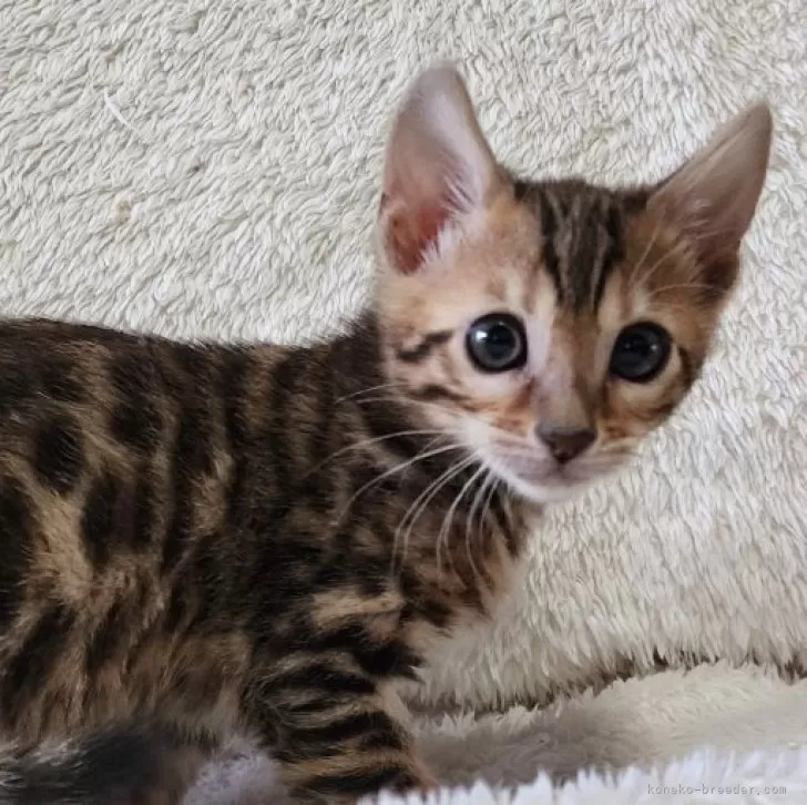 ID:2402-01956の子猫