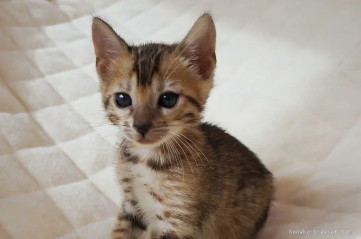 ID：1612-00180の子猫