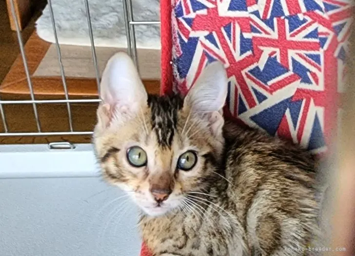 ID：2204-01476の子猫