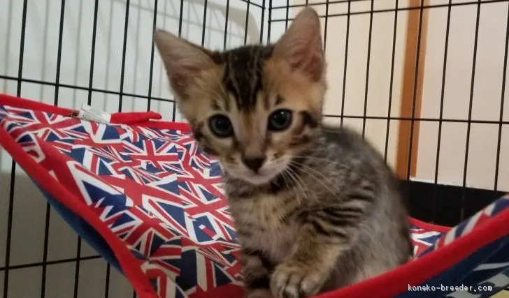 ID:2003-00454の子猫