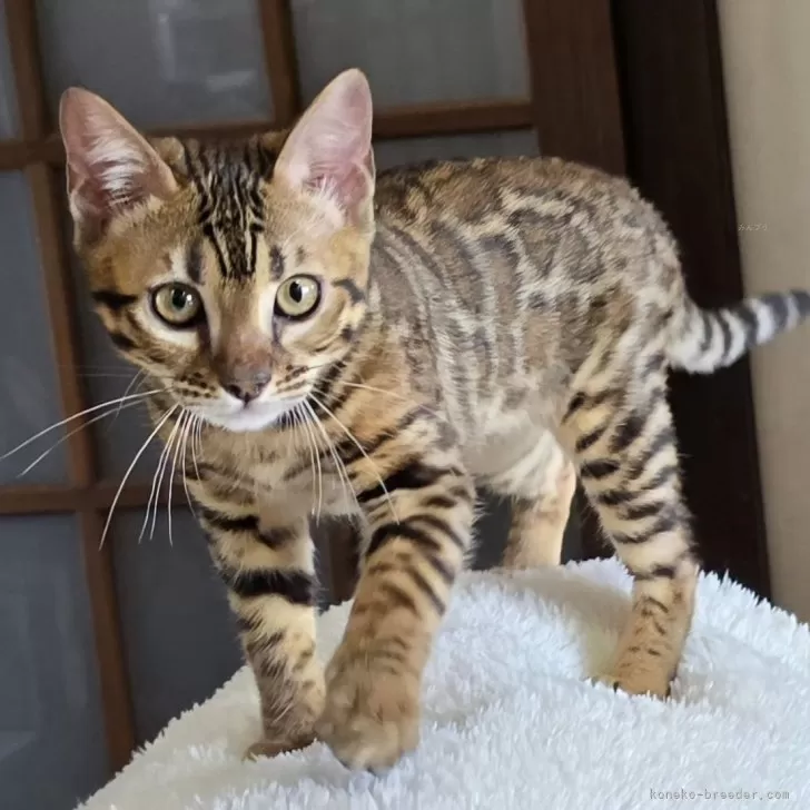 ID：2410-02843の子猫