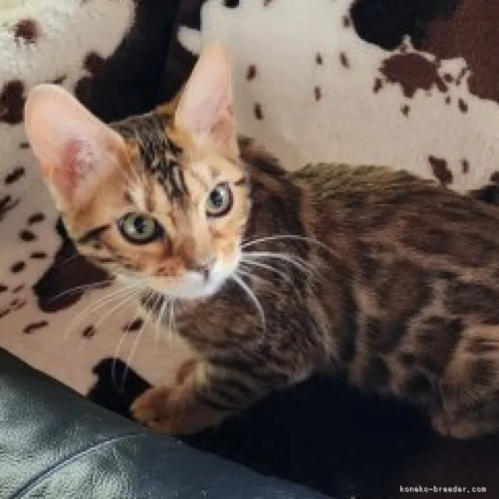 ID：2302-01530の子猫