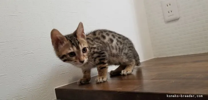 ID:2204-00301の子猫