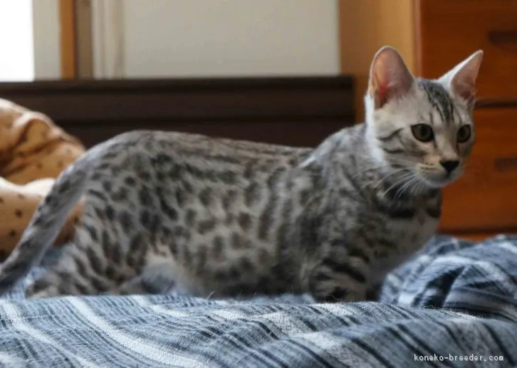 ID：1607-00306の子猫