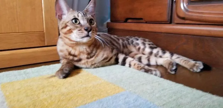 琉 様のお迎えした子猫