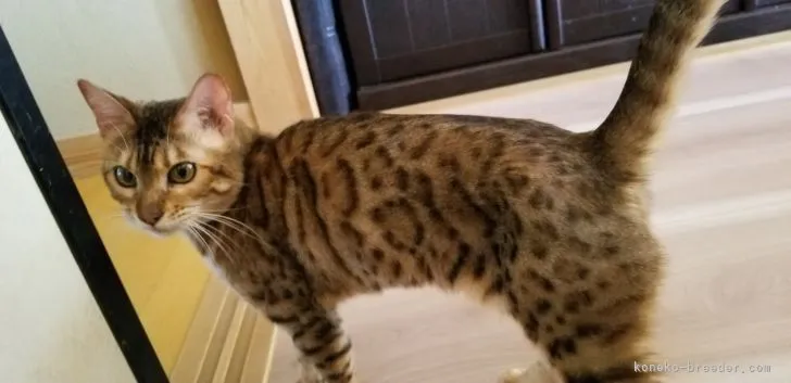 グリーン 様のお迎えした子猫