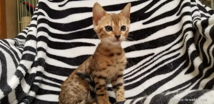 ID:2007-01158の子猫