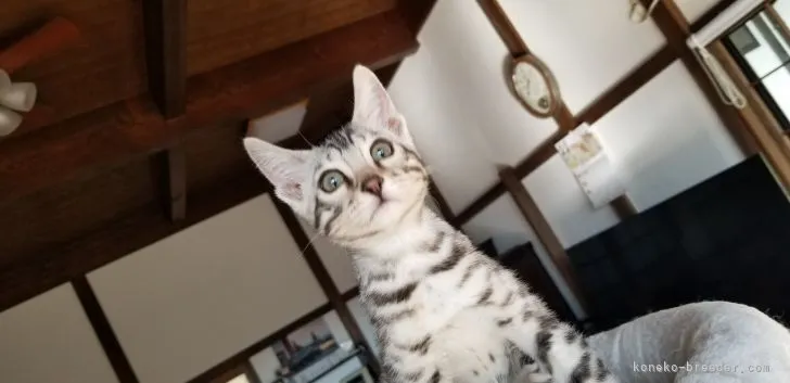 ID:2111-01547の子猫