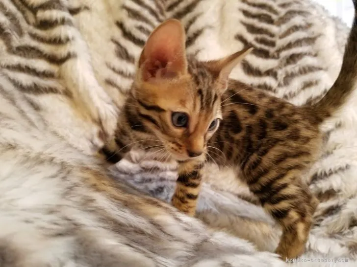 ID：1805-00229の子猫