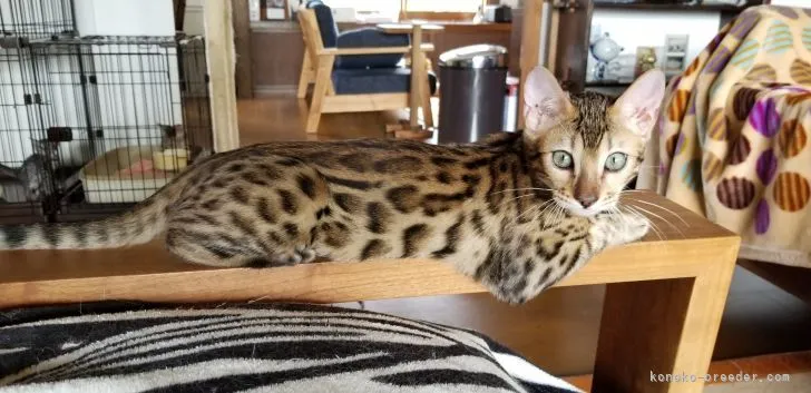 M.K 様のお迎えした子猫