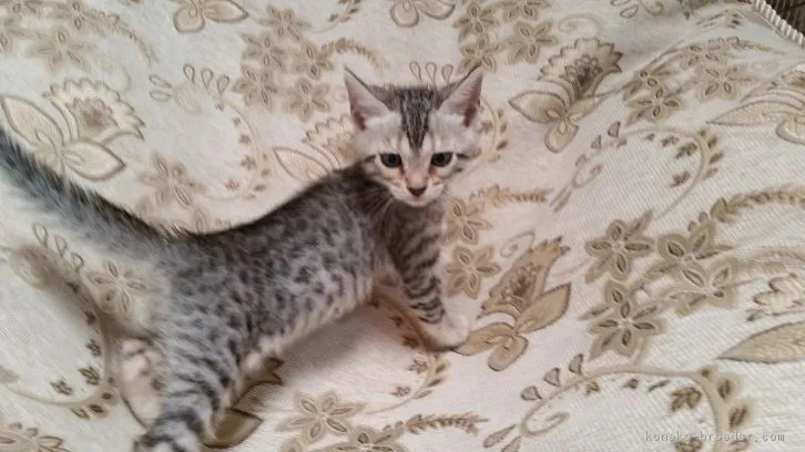 ID：1607-00309の子猫