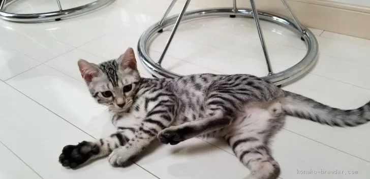 ID：1911-01413の子猫