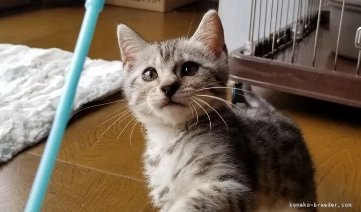 ID:2108-02438の子猫