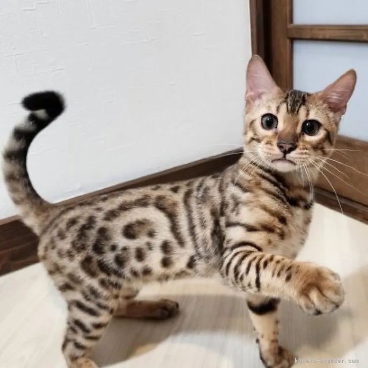 ID:2306-03349の子猫