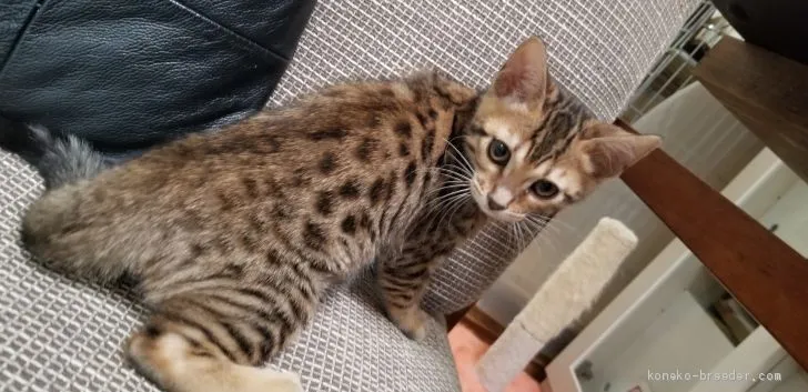 ID:1911-01405の子猫