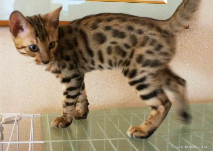 ID：1609-00513の子猫