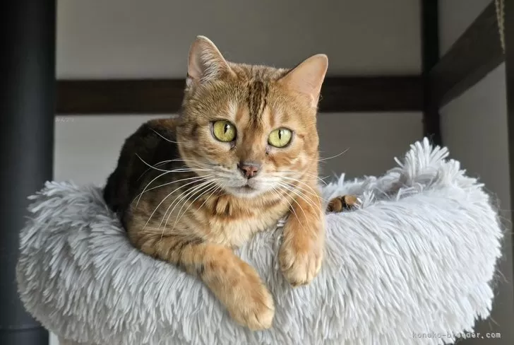 ID:2503-01919の成猫