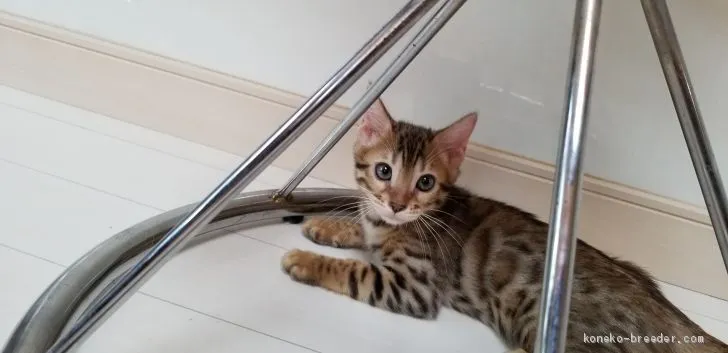 ID:2005-02065の子猫