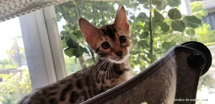 ID：2005-01989の子猫