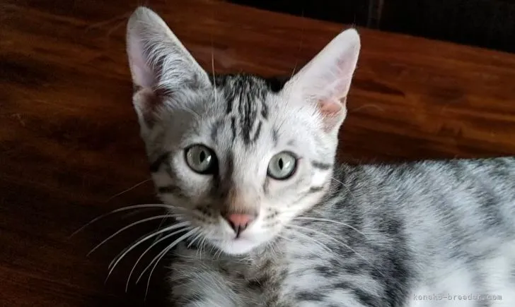 ID:2108-00353の子猫