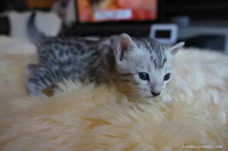 ID:1603-00158の子猫