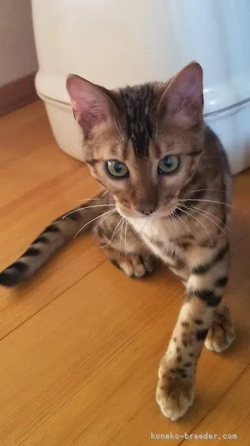 ID：2112-01315の子猫