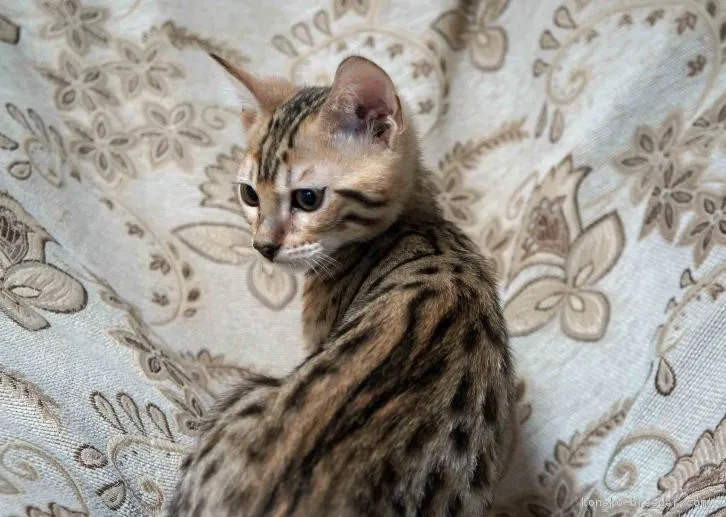 ID：1608-00676の子猫