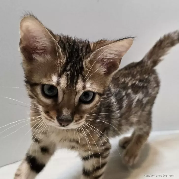 ID：2405-00308の子猫