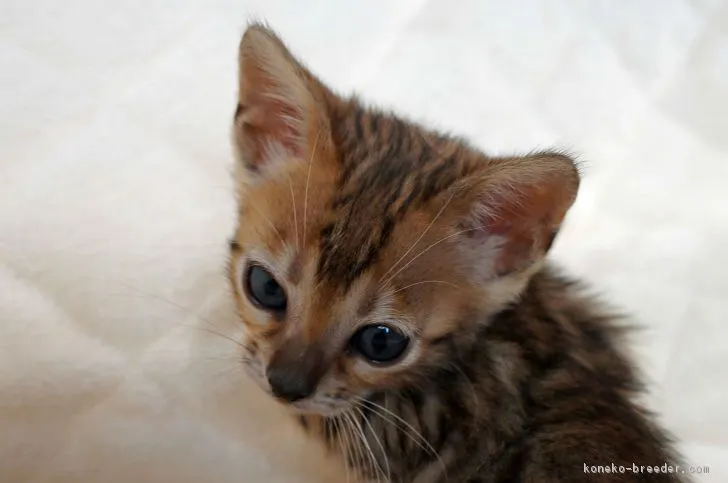 ID：1612-00189の子猫