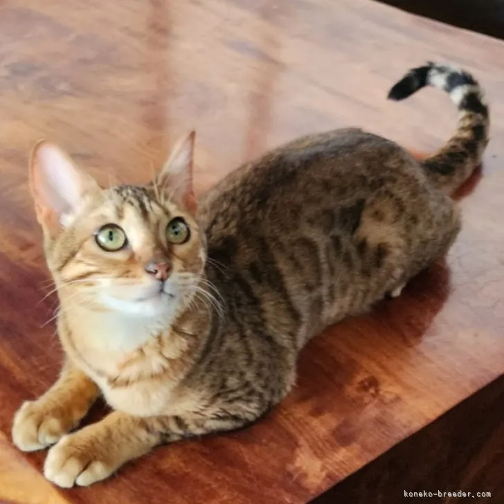 ID：2212-02321の子猫