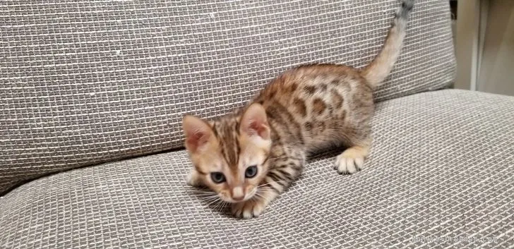 ID:2005-02014の子猫