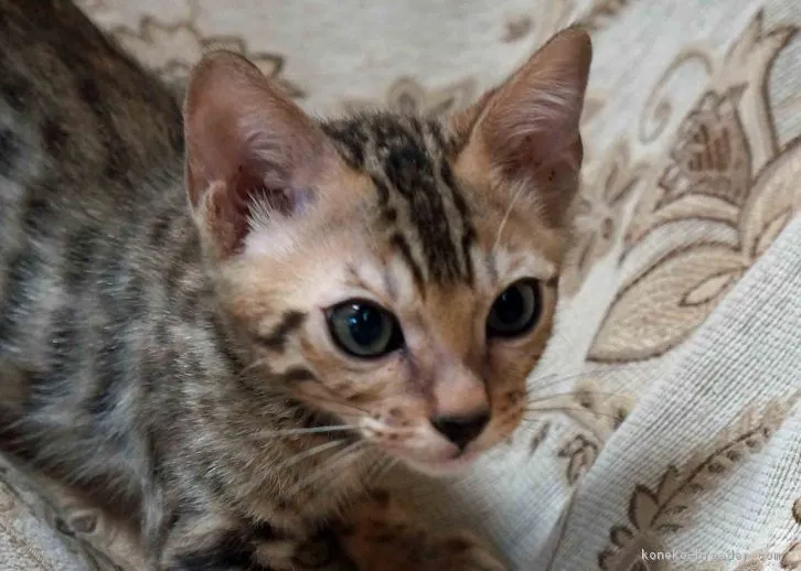 ID：1608-00675の子猫