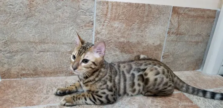 ID:1909-00969の子猫