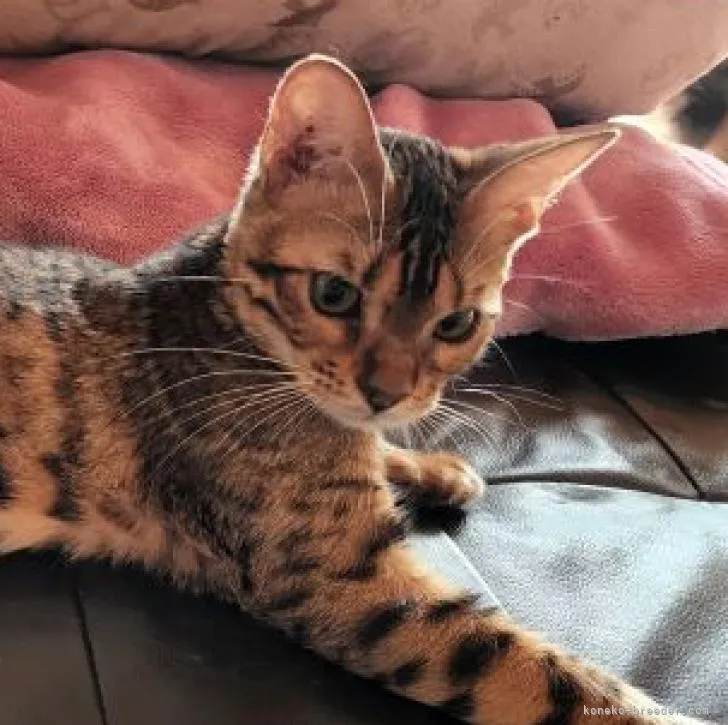 ID：2204-02280の子猫