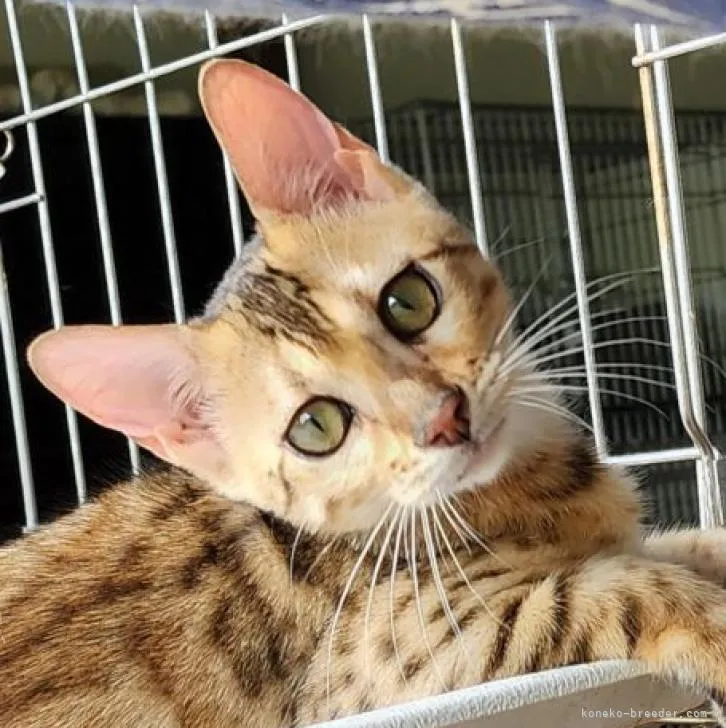 ID：2207-00750の子猫