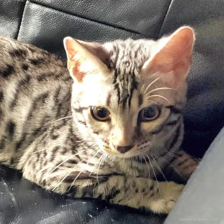 ID:2204-00868の子猫