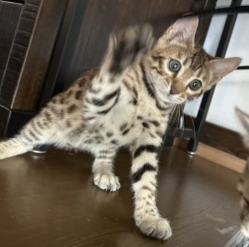 ベンガル【栃木県・男の子・2023年4月30日・ブラウンスポッテッドタビー(ロゼット)】の写真「かわいいお顔の5兄妹　男の子１🎵」