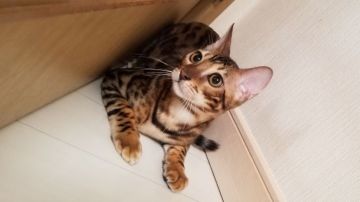ベンガル【栃木県・男の子・2018年10月18日・ブラウンスポッテッドタビー】の写真「早い者勝ちです！」