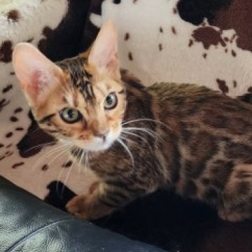 ベンガル【栃木県・女の子・2022年12月3日・ブラウンスポッテッドタビー(ロゼット)】の写真「物怖じしない女の子🎵」