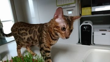 ベンガル【栃木県・男の子・2016年10月22日・ブラウンスポッテドタビー】の写真「綺麗な模様の男の子🎵」
