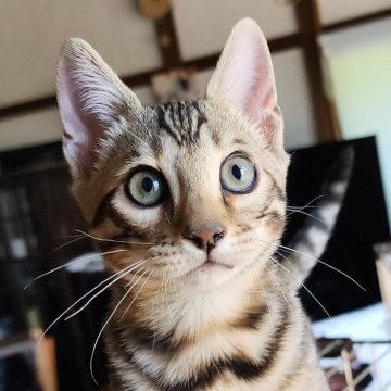 ベンガル【栃木県・男の子・2023年4月30日・ブラウンスポッテッドタビー(ロゼット)】の写真「かわいいお顔の5兄妹　男の子２🎵」